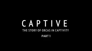 CAPTIVE (Part 1) - the story of orcas in captivity