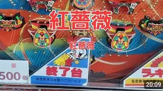 紅薔薇。一発台！ゲームセンタータンポポレトロパチンコ