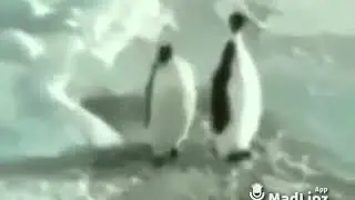 NE YAPIYON ŞEFKET