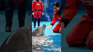 Dolphin Covered in Barnacles Begs Humans for Help &ndash; An Incredible Rescue & Recovery #dolphinrescue
