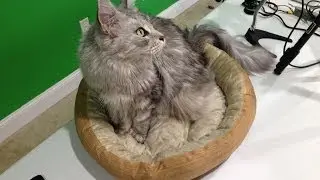 AKC Casablanca Round Solid Pet Bed Review
