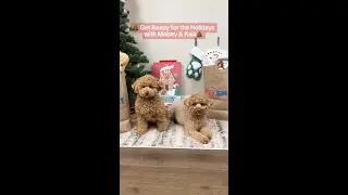 Maisey and Kaia have one thing on their wish list: all the toys and treats! 🎁  #PetSmart