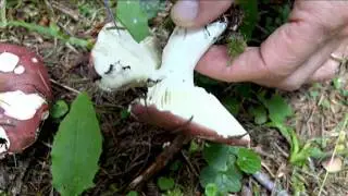 Russola vinosa @ Conoscere i funghi 03.09.2015