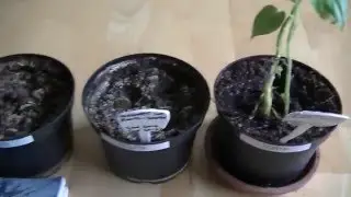 Growing Plants in Magnetic Fields Final Summary January 2016