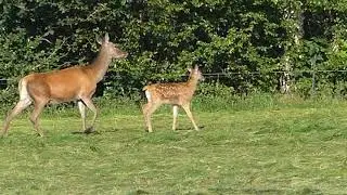 'Ochtendgloren....roodwild hinden en kalveren'