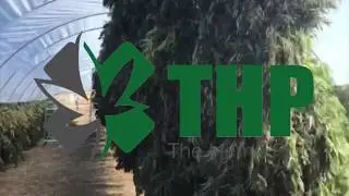White Label CBD by THP