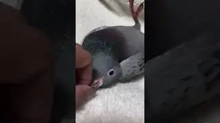 A pigeon with a neurological disorder🐦