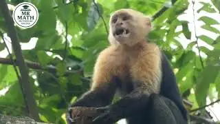 Animals and documents 