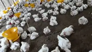 Ayam broiler sehat usia 24 hari siap panen