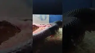 Mexican black king snake shedding
