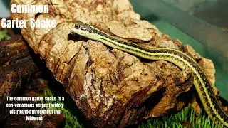 Animals in the Midwest Exploring the Rich Tapestry of Wild Wonders