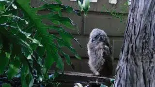 Fledgling Observing, Cleaning Feathers & Resting Calm Owl Moments