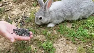 Rabbit Eats Sunflower Seeds
