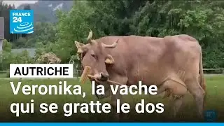 La vache Veronika et ses capacit&eacute;s cognitives exceptionnelles &bull; FRANCE 24