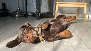 Weaner dog's pupcup in the dog cafe Dachshund POV