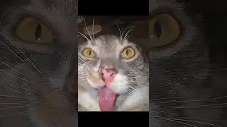 girls cats vs boy cats pt2