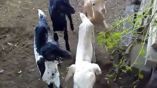 Four Goat KIDS, calling Mom