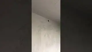 ISA BAT