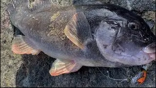 Fall JETTY Tog Fishing w/ Jigs! (nonstop action)