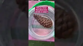 Pinecone in water science experiment for kids #simplescience #science #diy #shorts