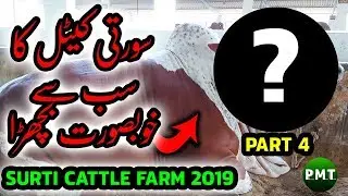 MOST Beautiful Bull of Surti Cattle Farm 2019 Collection Part 4 | Bakra Eid 2019 Cow Mandi 2019