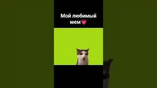#мем#tiktok #2024 #котик#тикток
