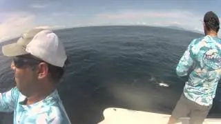 PACIFIC JACK CREVALLE -GEORGE F NOVEY 2013 TOURNAMENT