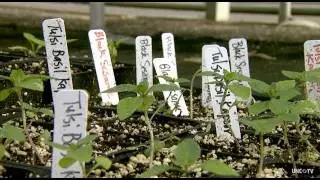 NC Now | Sow True Seed | UNC-TV