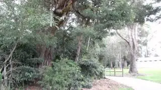 de belvogel in Eden (Australi&euml;) / The Bellbird in Eden (Australia)
