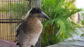 Baby Magpie verbal/non verbal communication
