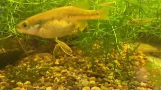 Allotoca catarinae, El Sa&uacute;co, Uruapan, Aufzuchtbecken, Goodeids.