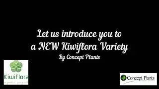 Lavendula Meerlo by Concept Plants