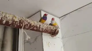 A Tour to Finches Aviary, Birds Progress, How to make a Finch Breeding Setup at Home.