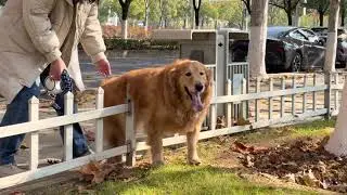 Overweight dog helped over park fence in Hubei, China