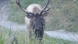 Roosevelt Elk - Prairie Creek Redwoods State Park, CA (2025)
