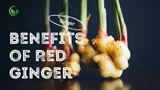 Benefits of Red Ginger Ginger