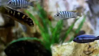 Relax Your Mind in 30 Seconds 🐟