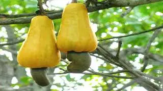 false fruit