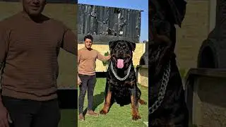 The largest Rottweiler dog in the world💪    #basemhunt #dog #dogs #doglover #rottweiler