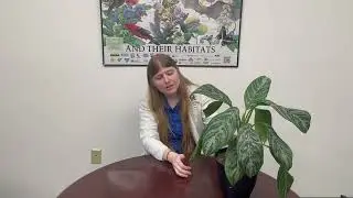 Aglaonema