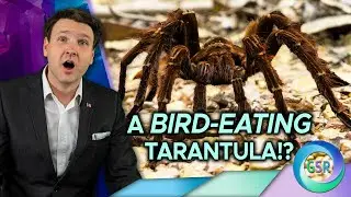 Bird Eating Tarantula  l Kids Corner on Genesis Science Report with David Rives