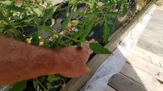 Au potager les chemins se transforment, merci les palettes
