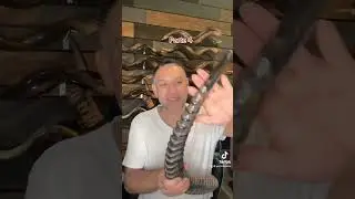 Shofar  exótico 