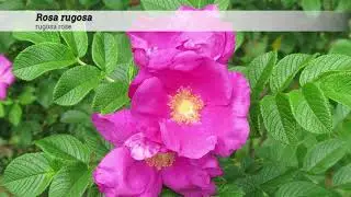 rugosa rose (Rosa rugosa)