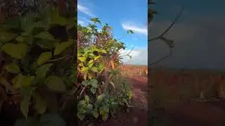Dole plantation tour #hawaii  #honolulu #vacation #travel #shorts #shortvideo
