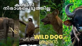 Kabini wildlife | Nagarhole tiger reserve | Kakanakote Safari | Karnataka