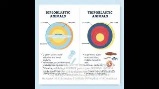 Diploblastic vs Triploblastic Animals | NEET Biology | Animal Kingdom