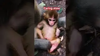 baby monkey videos in the wild 😜#shorts#youtubeshorts#cute #cartoon