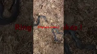 Flipping northern ring neck snakes in Western MD @dayhikingandherpingdudes