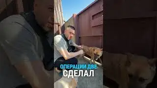 Забота о пожилой Марго #СтараяМарго #ПроблемыСоЗдоровьем #ВетеринарнаяПомощь